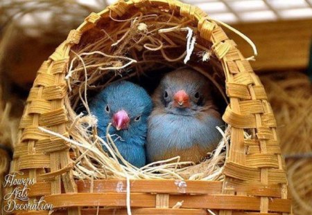 In The Nest