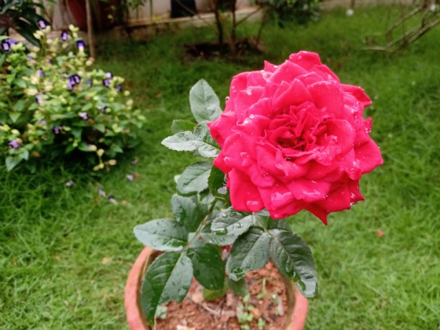 A Rain Washed Red Rose
