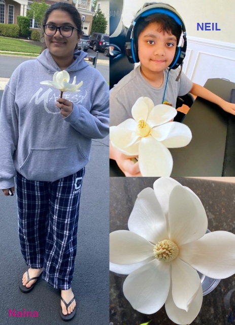 Magnolia   Flowers   Aroma