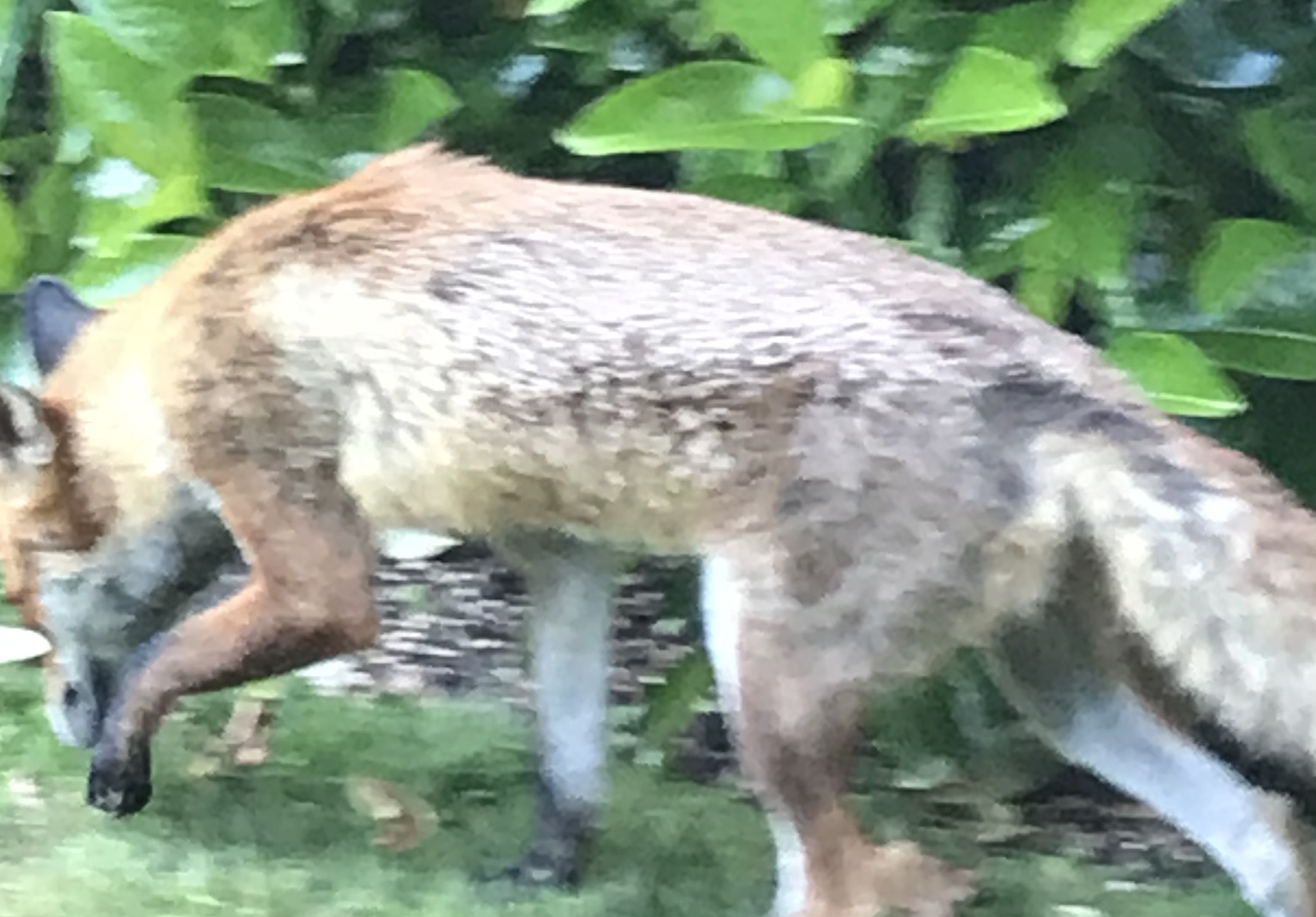 A Beautiful Fluffy Creature