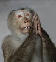 Prayer-Monkey