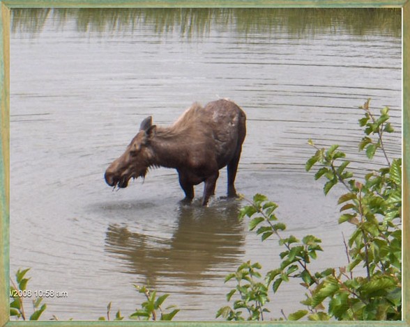 An Alaskan Moose