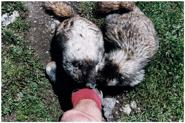 Two Happy Marmots, One Red Sock