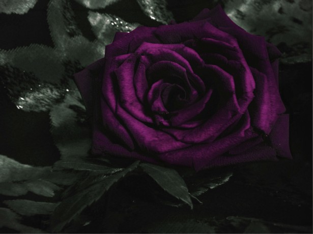 Dark Violet Rose