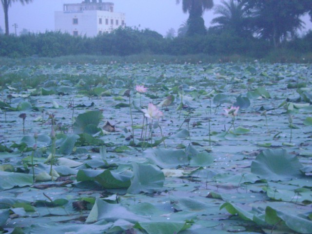 Pond Of Lotus
