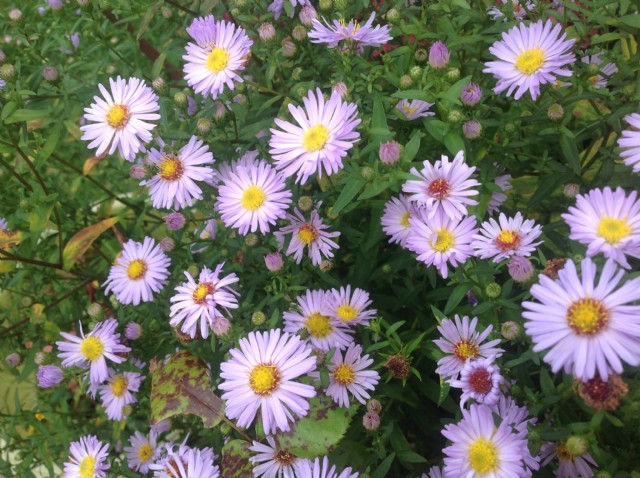 Purple Aster