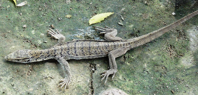 Vish Khopra विषखोपड़ा A Monitor Lizard)