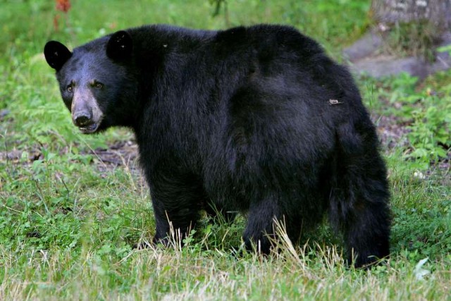 Square Poems 08: Black Bear Acrostic