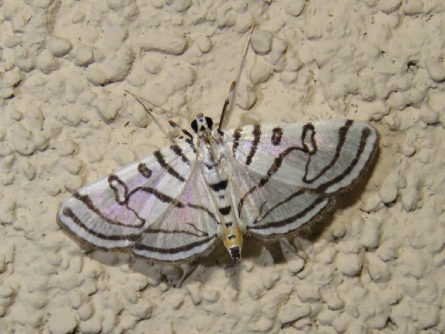 Zebra Moths