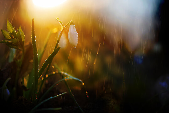 Beautiful Flower