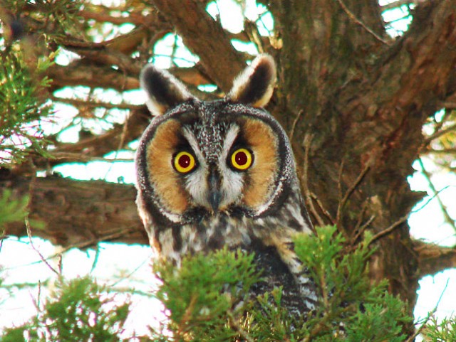 The Watcher (Owl Poem)