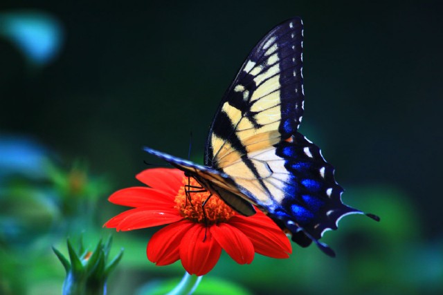 Beautiful Butterfly
