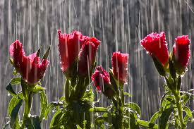 Suck Life It's Raining