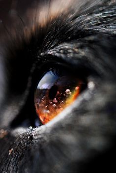 Wolf's Eyes