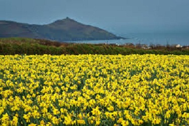 Life And Daffodil