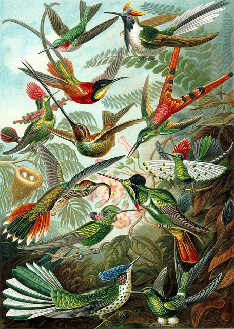 Hummingbird August