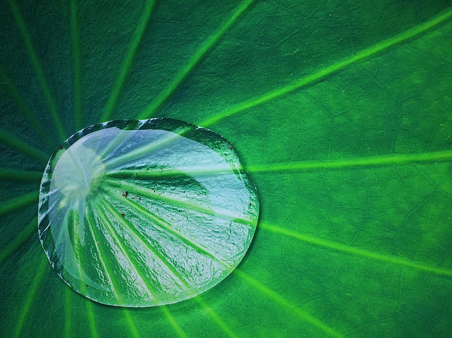 Haiku: Water On Lotus Leaf