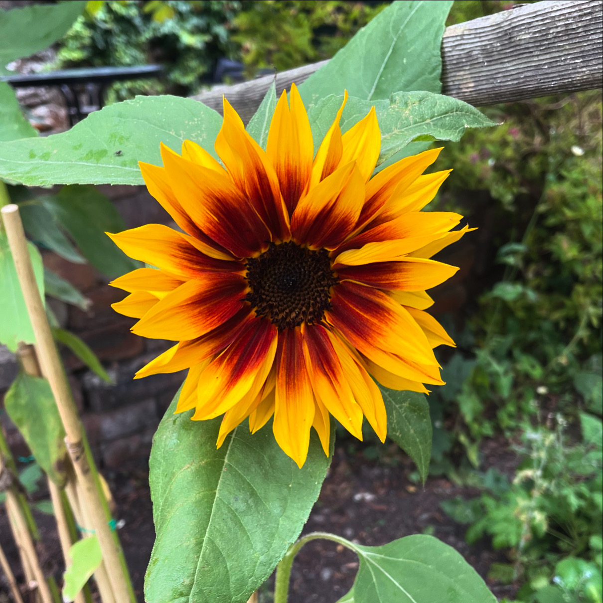 I Miss You My Brother