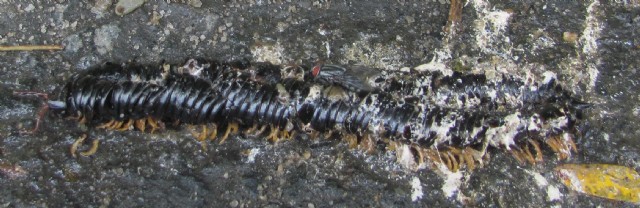 On The Tomb Of A Millipede