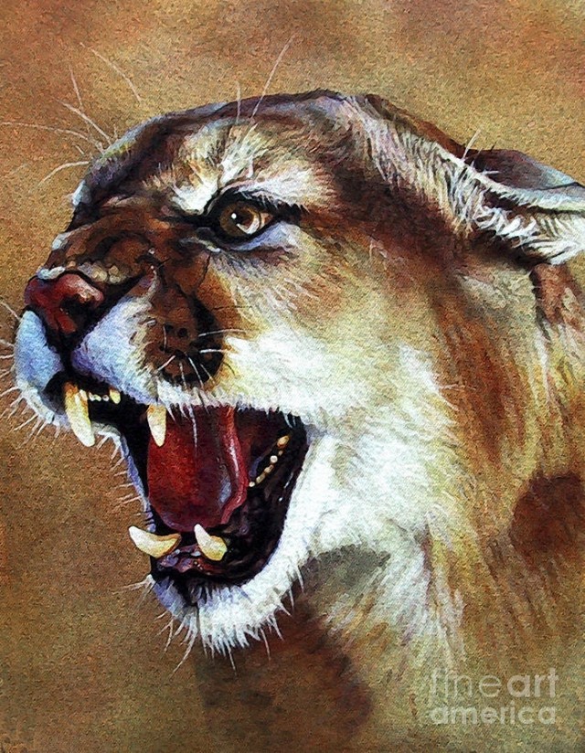 The Portrait Of A Cougar