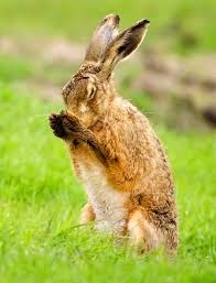 Prayer-Brown Hare