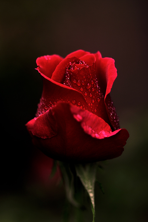 One Perfect Rose / Un Trandafir Perfect