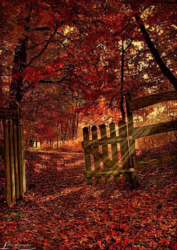 Autumn Kaleidoscope