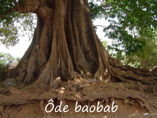 Ôde Baobab (Parody Fragment 31 By Sappho)