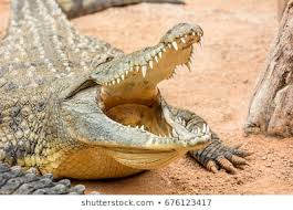 Crooked Crocodile