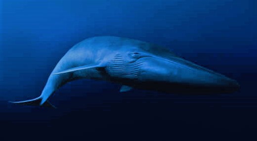 Animal  7 -  Wonderful Whales