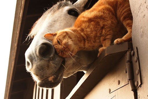 Horses, Cats & Country