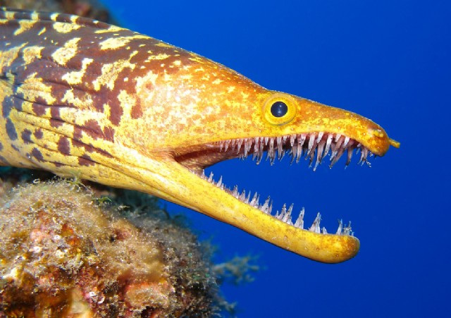 Square Poems 31: Moray Acrostic