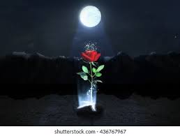 My Rose Above All Roses