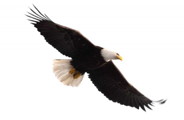 Eagle On Wings