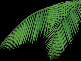 Leaf 4 - Lilting Leaves & Beaming Branches Of Coconut Trees