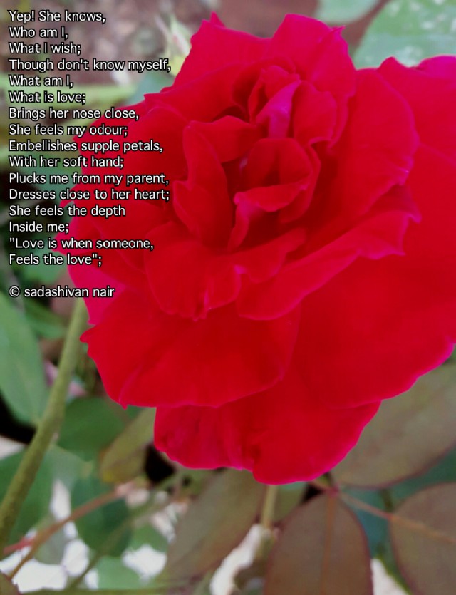 Love Is When Someone Feels The Love