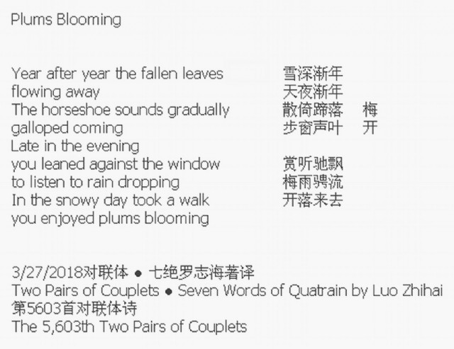 Plums Blooming