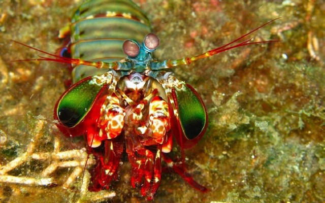 Husband Of A Mantis Shrimp
