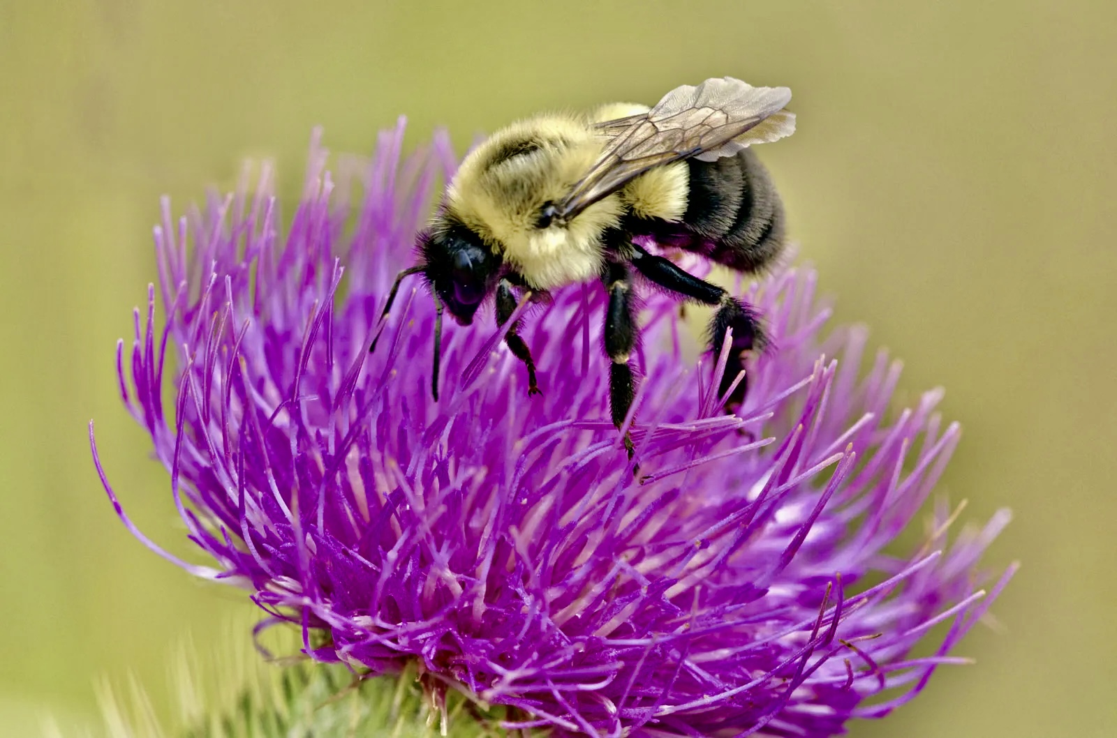Bumblebee
