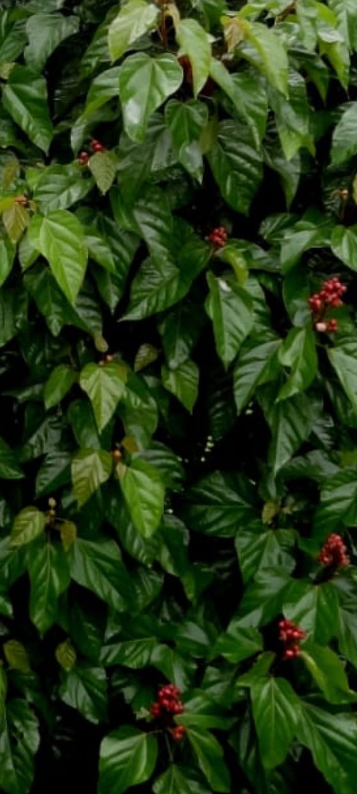 Lost Plants Of Tradition