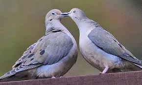 Mourning Dove Cry