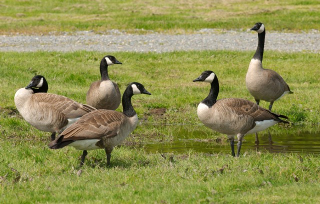 Geese In A Group