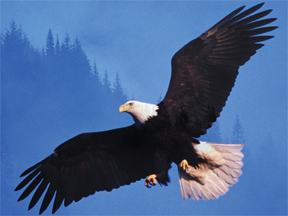 Bird 2 - Garuda -The Eagle