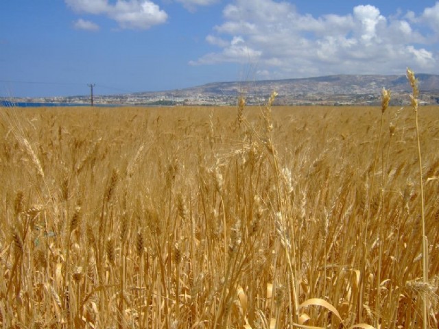 Wheat's Fate