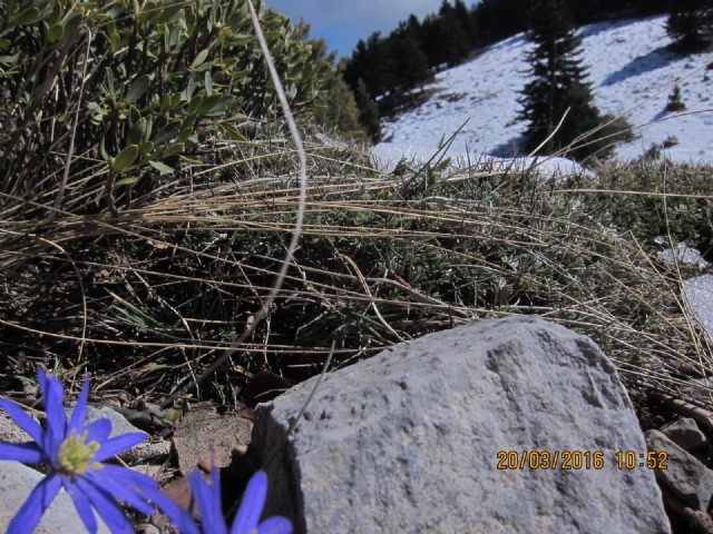Απο Χειμωνας  Ανοιξη [ Winter Becoming Spring- For Fabrizio- By Daniel Brick