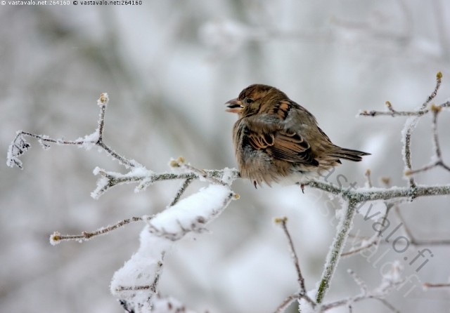 Varpu Jouluaamuna / The Sparrow In The Christmas Morning