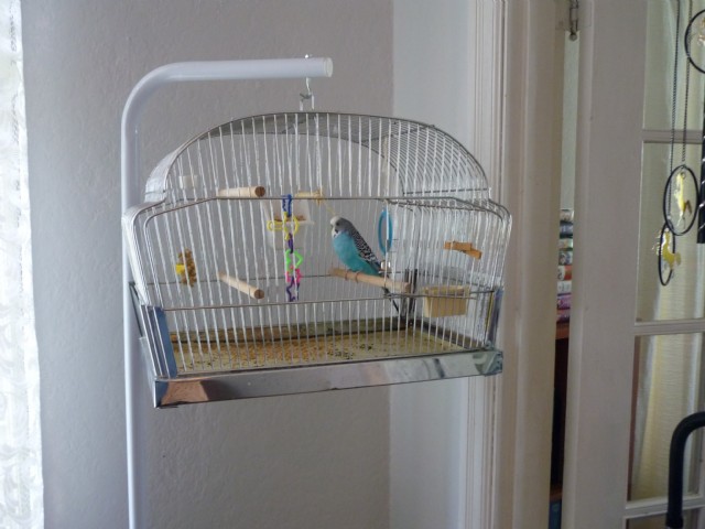 (limerick) We've A Budgie.. He's Happy And Free