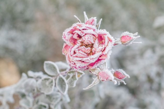 Winter's Last Rose