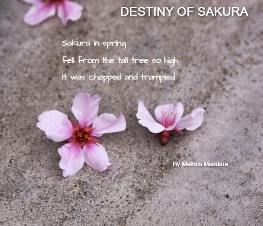 Destiny Of Sakura