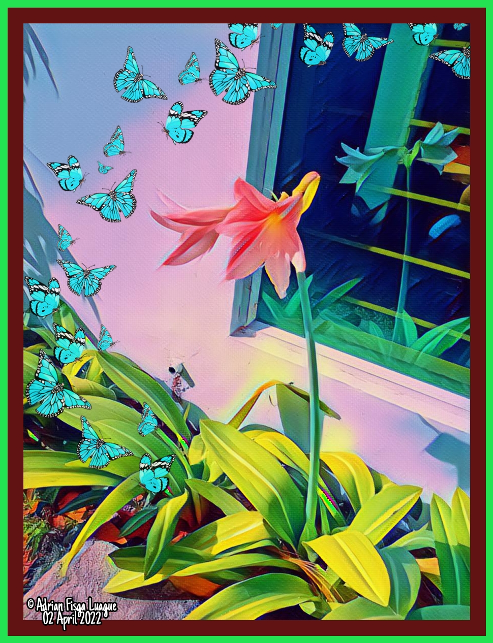 Amaryllis